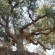 Olive tree general information