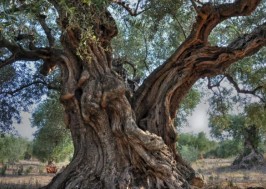 OLIVES TREES