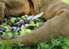 premium-extra-virgin-olive-oil