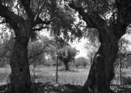 olive_tree_oliveoilkalamata_koronida